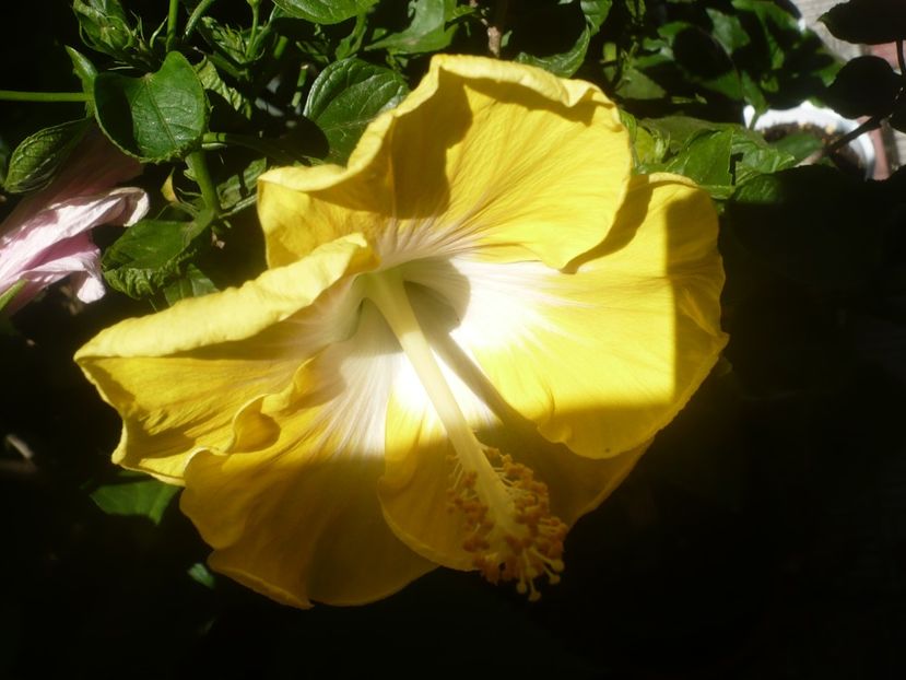 P1450452 - HIBISCUSI 2020-2