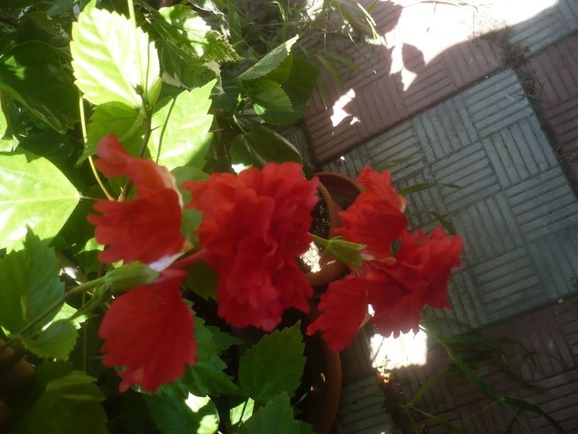 P1450454 - HIBISCUSI 2020-2