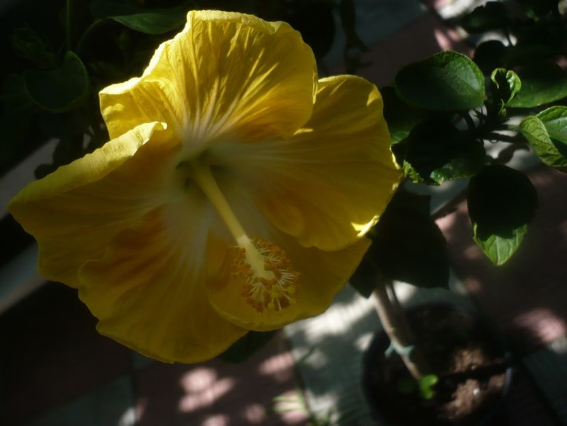 P1450455 - HIBISCUSI 2020-2