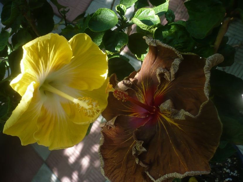 P1450456 - HIBISCUSI 2020-2