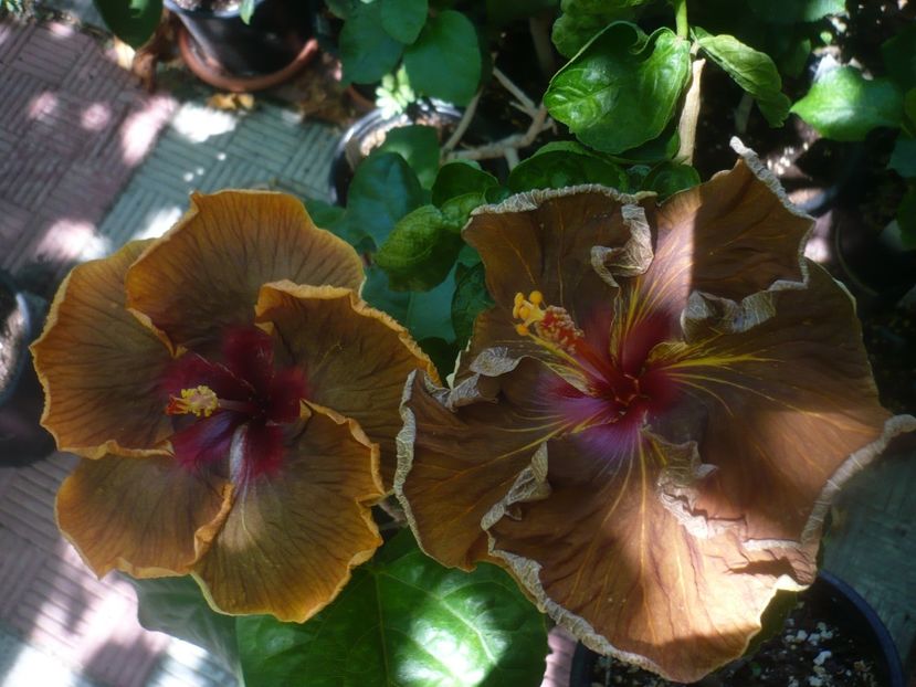 P1450457 - HIBISCUSI 2020-2