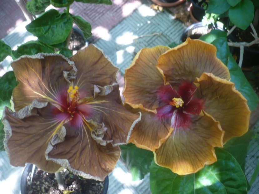 P1450458 - HIBISCUSI 2020-2