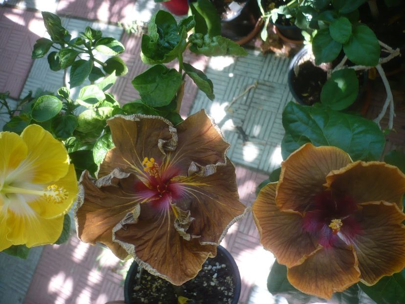 P1450459 - HIBISCUSI 2020-2