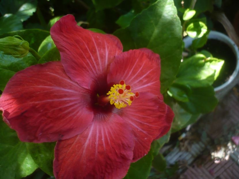 P1450460 - HIBISCUSI 2020-2