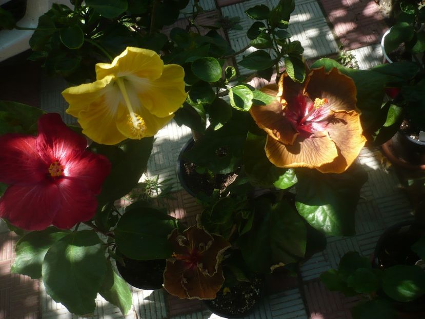 P1450462 - HIBISCUSI 2020-2