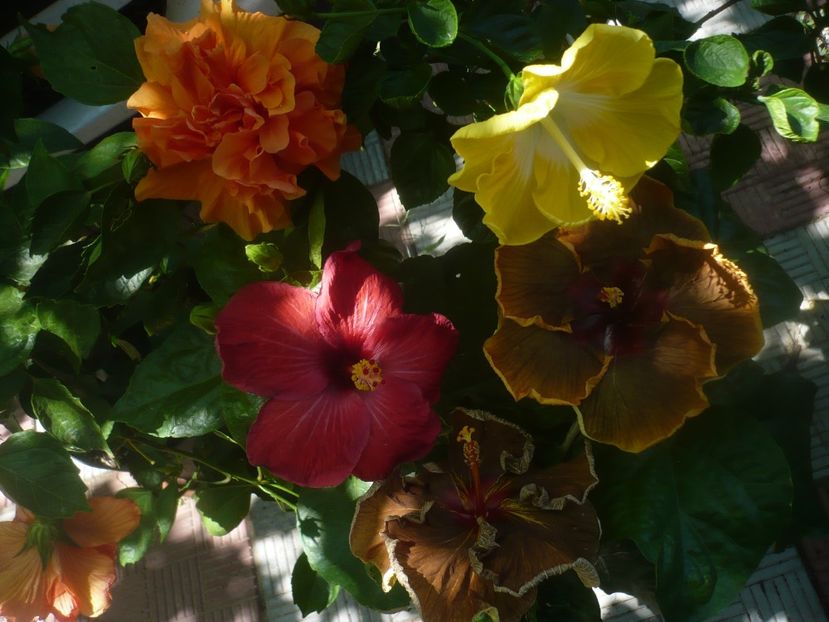 P1450465 - HIBISCUSI 2020-2