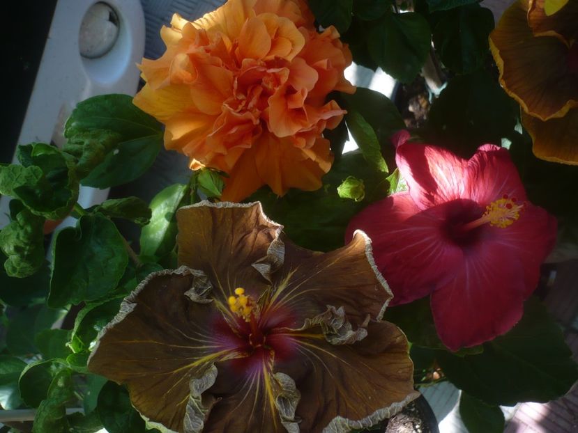 P1450469 - HIBISCUSI 2020-2