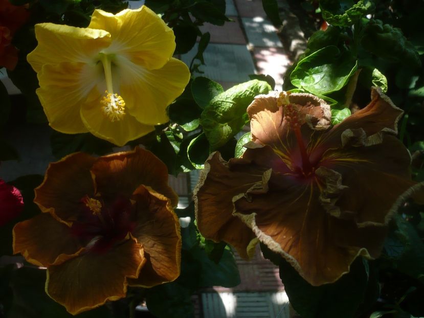 P1450470 - HIBISCUSI 2020-2