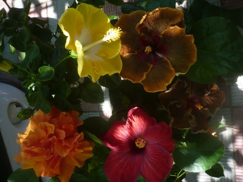 P1450473 - HIBISCUSI 2020-2