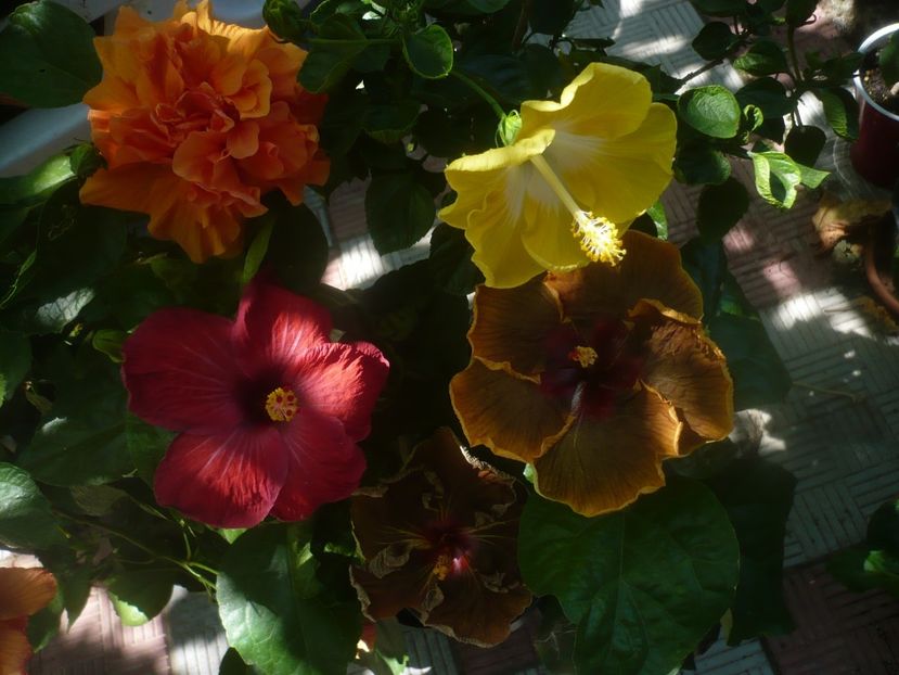 P1450474 - HIBISCUSI 2020-2