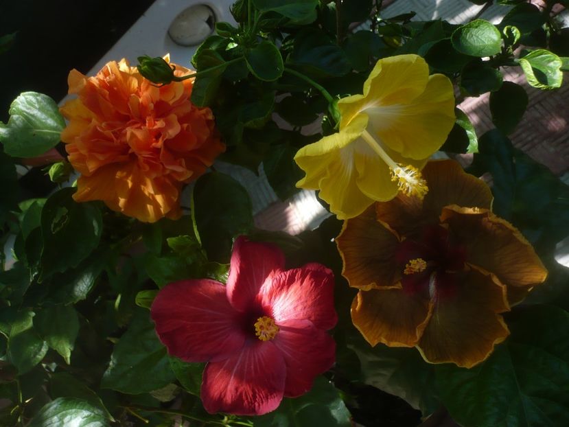 P1450475 - HIBISCUSI 2020-2