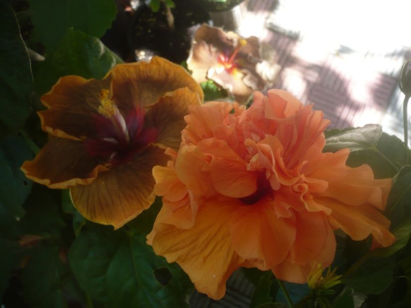 P1450476 - HIBISCUSI 2020-2