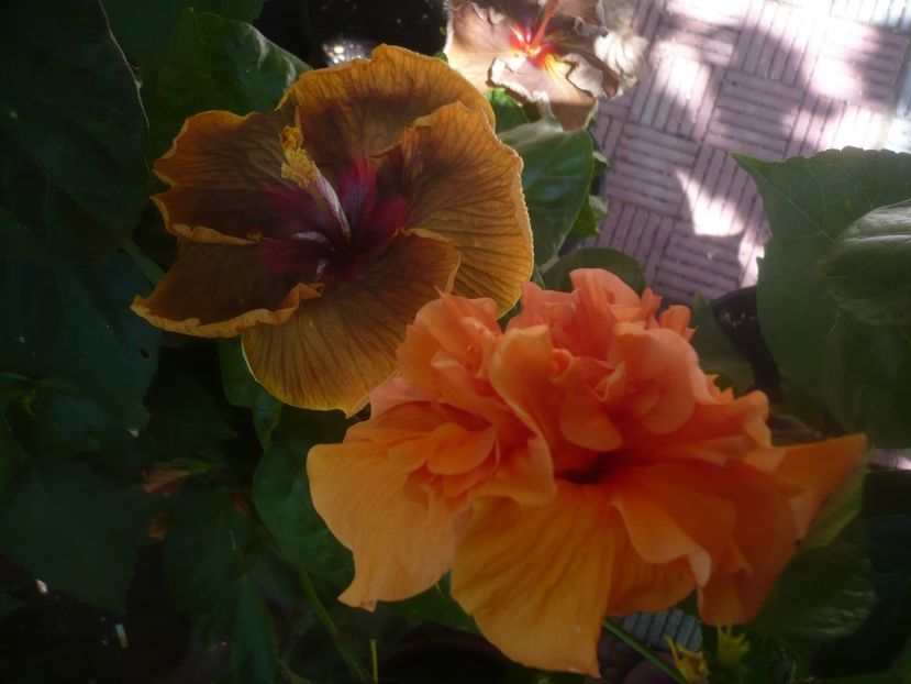 P1450477 - HIBISCUSI 2020-2