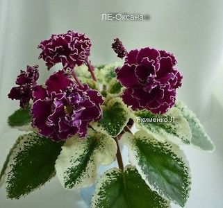 LE Oxana - AA Violete in colecție poze net