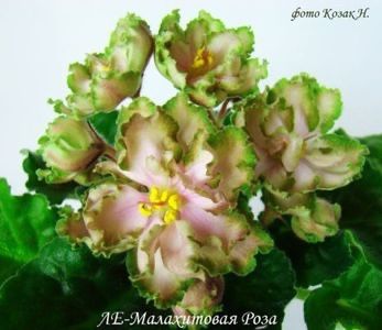 LE Malachitovaia Rosa - Violete