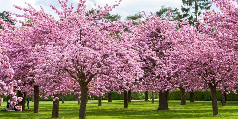 Cherry Blossom !Florile De Cires ♥️♾ - Journal - Something A B O U T of me