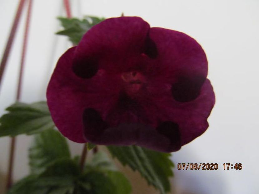 RF's  mexican Burgundy - Achimenes 2020