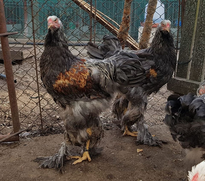 110085878_3408349989188782_266385526626127060_o - a__Pui si tineret brahma 2020