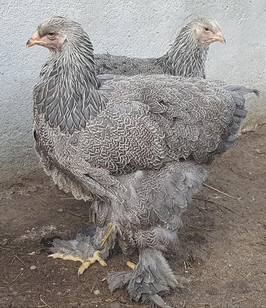  - a__Pui si tineret brahma 2020