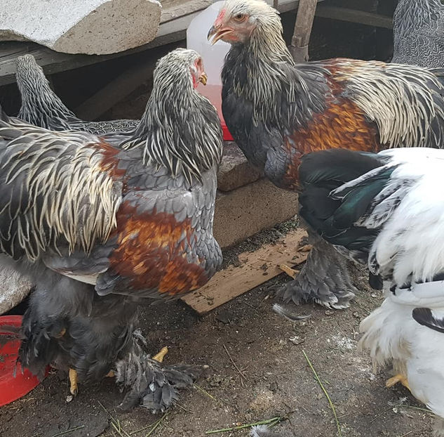  - a__Pui si tineret brahma 2020