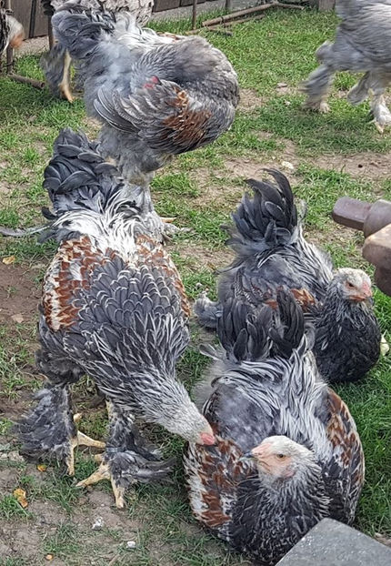 116103479_3430833143607133_1828501921944419748_o - a__Pui si tineret brahma 2020