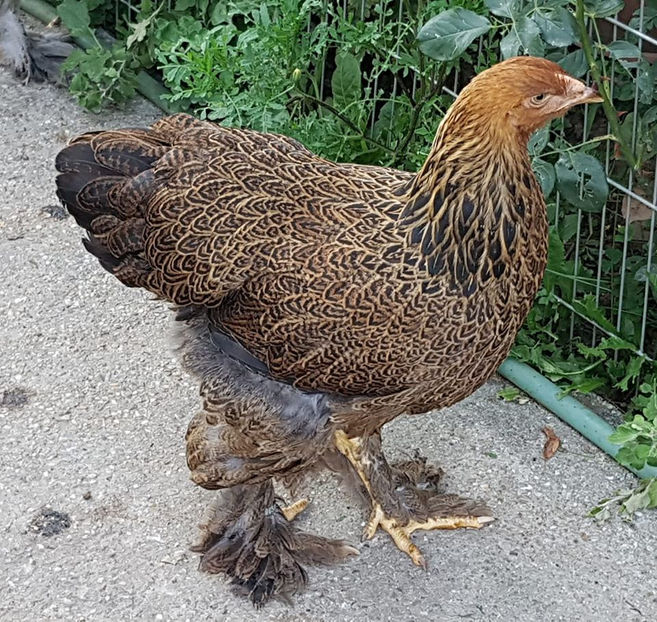 116560762_3445666868790427_9112829365733688804_o - a__Pui si tineret brahma 2020