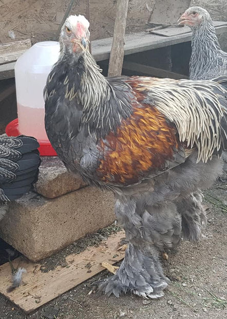  - a__Pui si tineret brahma 2020