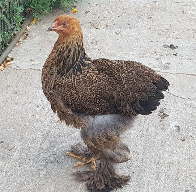 117090309_3470510309639416_717529848770343046_o - a__Pui si tineret brahma 2020