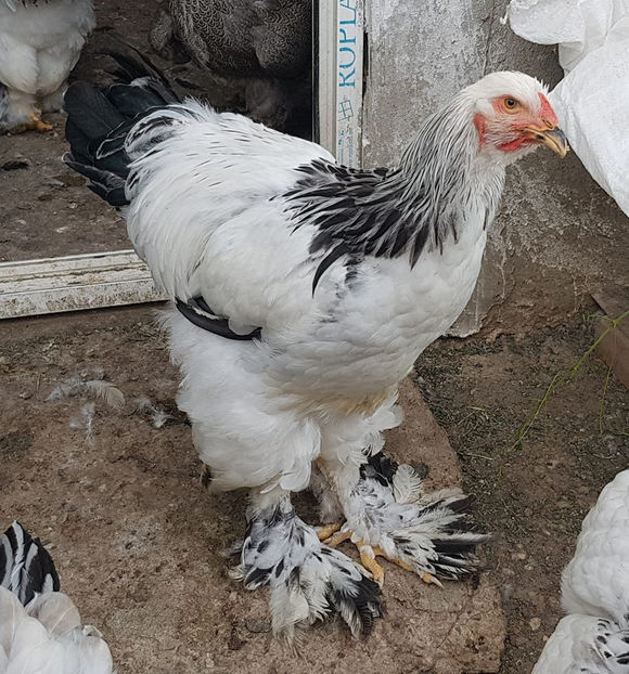 117312658_3472044686152645_6029492300560517485_o - a__Pui si tineret brahma 2020