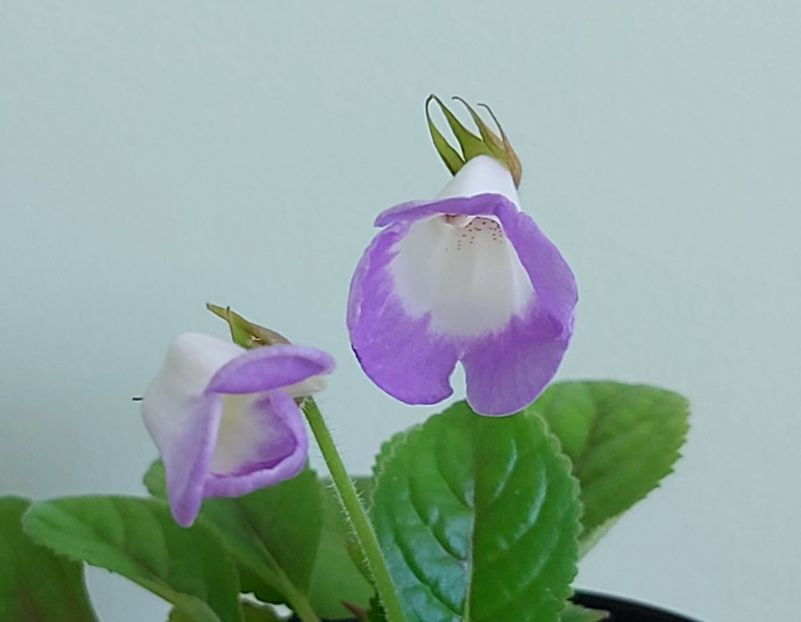 Flori Sinningia Luci.s My Beauty - 1- 2-Disponibile - plante de vanzare doar pentru bucuresteni 2020
