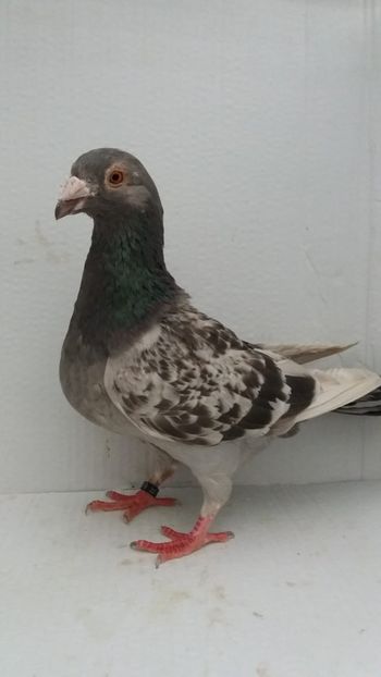 F 2018 vanduta - De! voiajori vanduti