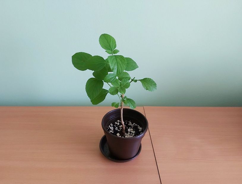 Lantana rosie (20) - 1- 2-Disponibile - plante de vanzare doar pentru bucuresteni 2020