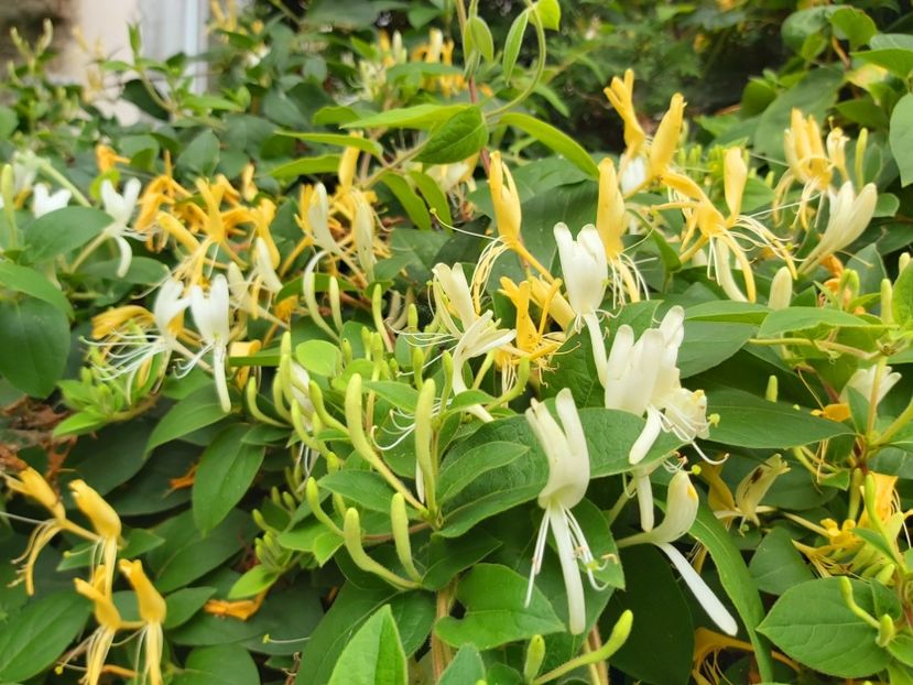 Flori de Lonicer / Caprifoi - 1- 2-Disponibile - plante de vanzare doar pentru bucuresteni 2020