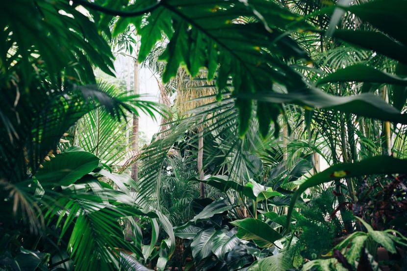 Jungle,Plants - Jungla Salbatica si Plantele ♥️♾ - Journal - Something A B O U T of me