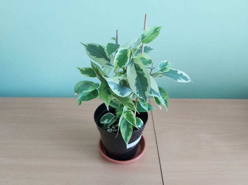Ficus Benjamin variegat (12) - 1- 2-Disponibile - plante de vanzare doar pentru bucuresteni 2020