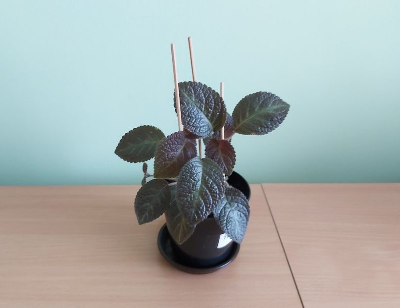 Episcia Pinkiscia (20) - 1- 2-Disponibile - plante de vanzare doar pentru bucuresteni 2020