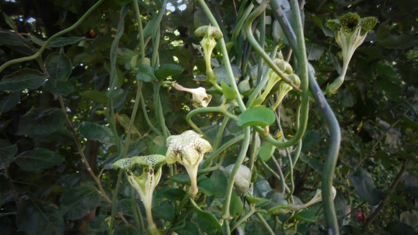 Ceropegia sandersonii - Culori 2020