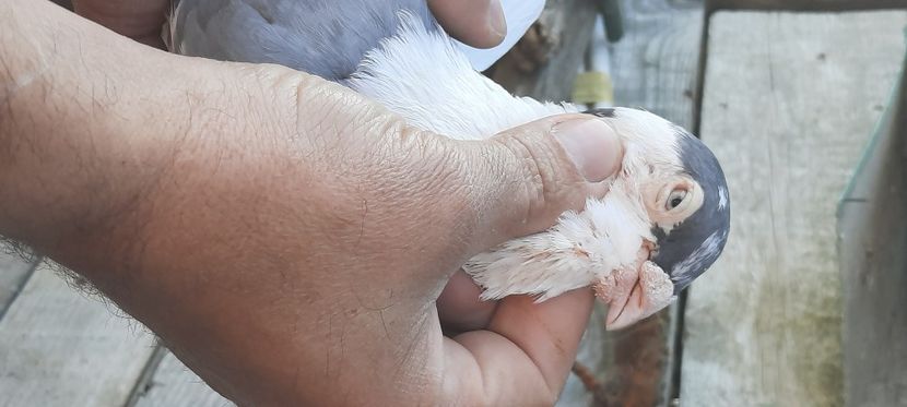  - gălățeni pe vânăt masculi