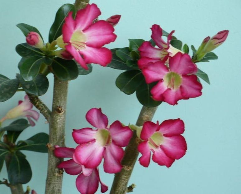 Flori Adenium obesum - 1 - Disponibile plante de vanzare 2021