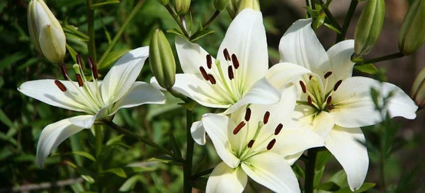 Crinii Albi ♥️♾ - Journal - Something A B O U T of me