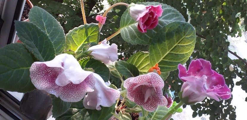 117330811_3161417903939590_7042843295335018718_o - Gloxinia 2020