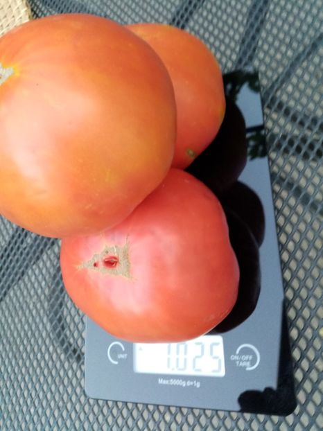  - TOMATE 2020 ALBUM 15