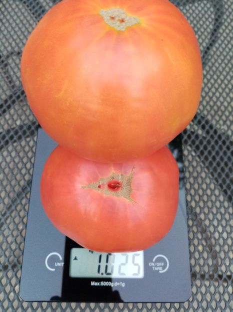  - TOMATE 2020 ALBUM 15
