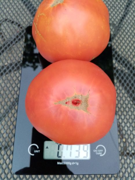  - TOMATE 2020 ALBUM 15