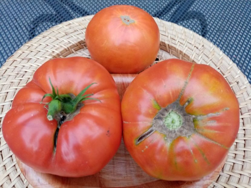  - TOMATE 2020 ALBUM 15
