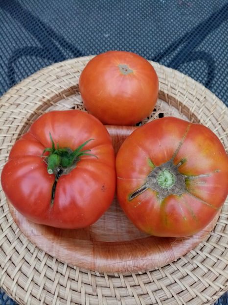  - TOMATE 2020 ALBUM 15