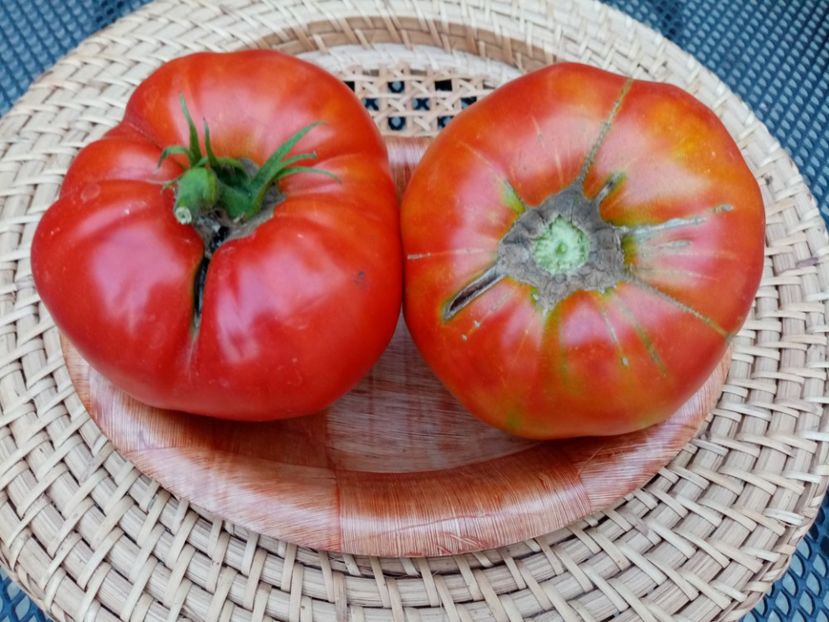  - TOMATE 2020 ALBUM 15