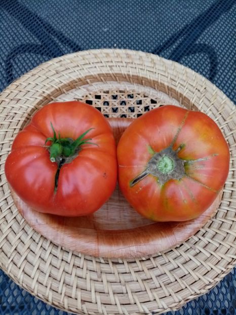  - TOMATE 2020 ALBUM 15