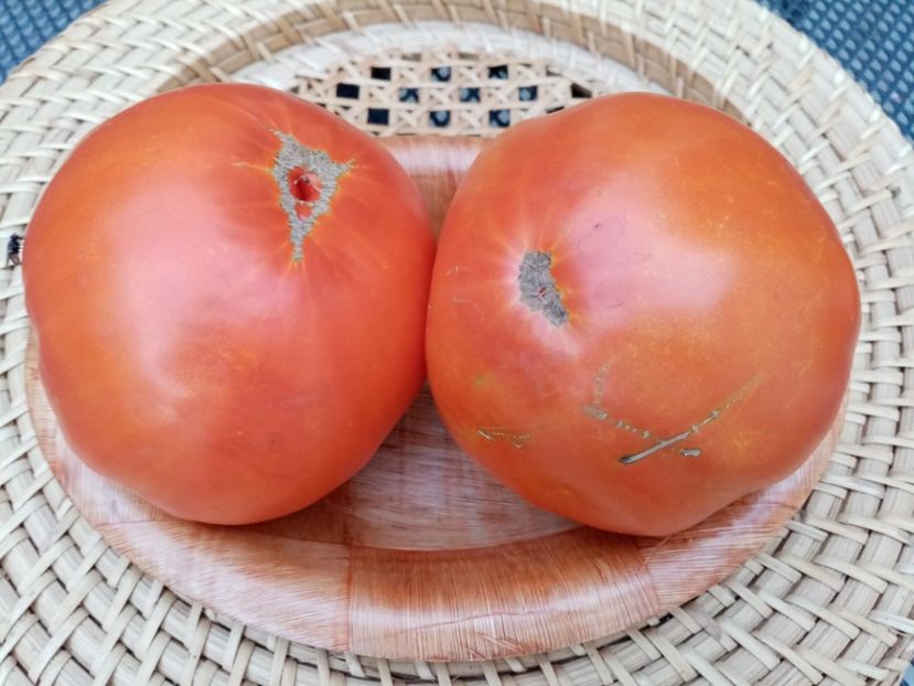  - TOMATE 2020 ALBUM 15