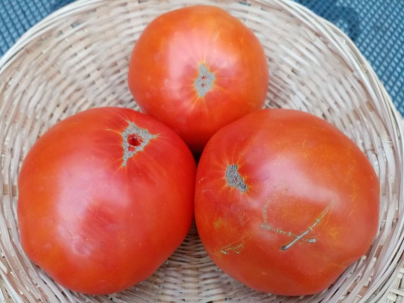  - TOMATE 2020 ALBUM 15